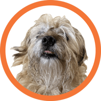 Boris-Customer-satisfaction-specialist